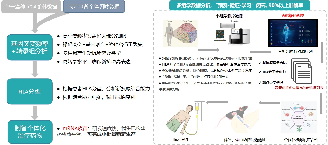 AntigenAI 新抗原分析平台流程图:从多组学测序、HLA 分型到个体化核酸疫苗合成与验证的预测-验证-学习闭环