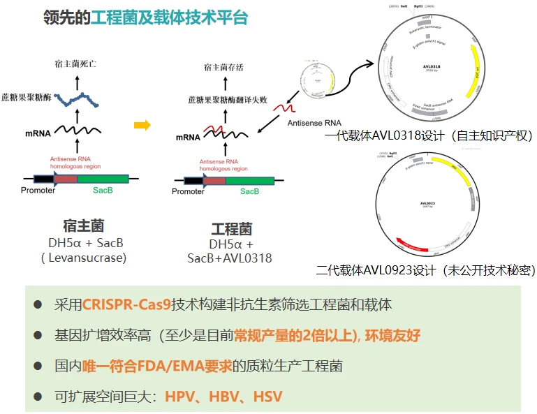 工程菌及载体技术平台示意图:宿主菌与工程菌对比,及一代 AVL0318、二代 AVL0923 载体设计
