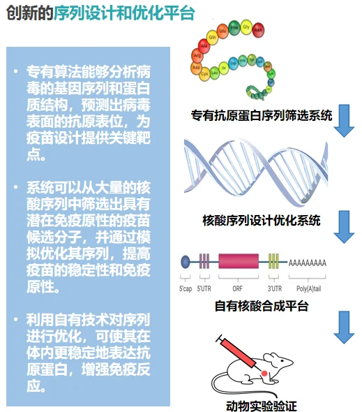 序列设计和优化平台流程图:抗原蛋白序列筛选、核酸序列设计优化、核酸合成到动物实验验证