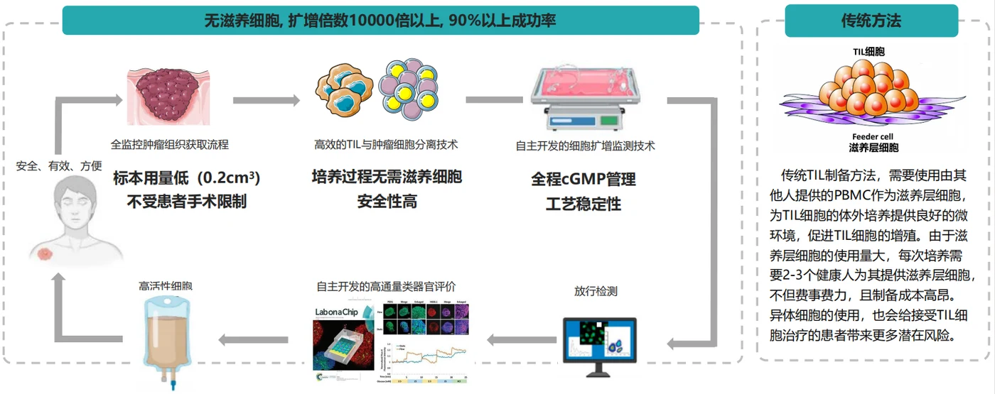 TILAmp 细胞扩增平台流程图:从肿瘤组织获取、分离、扩增监测到放行检测与高活性细胞回输